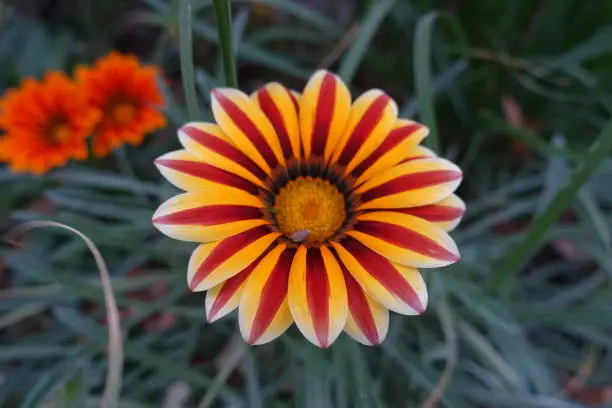 Closeup of flower of Gazania rigens Big Kiss Yellow Flame in mid October