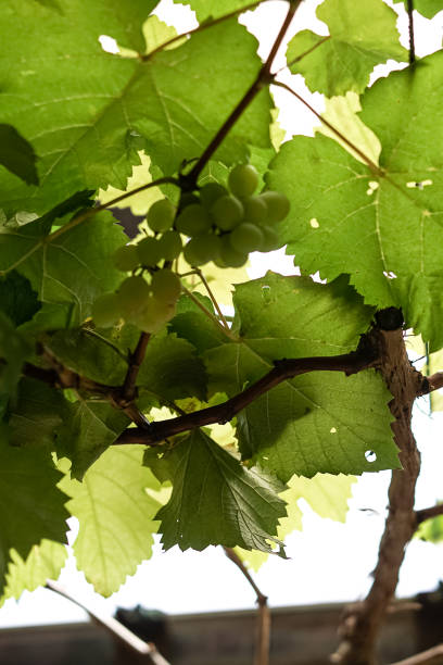istock Green grapes with leaves on the vine 1442151730