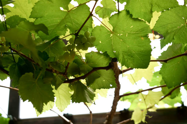 istock Green grapes with leaves on the vine 1442151751