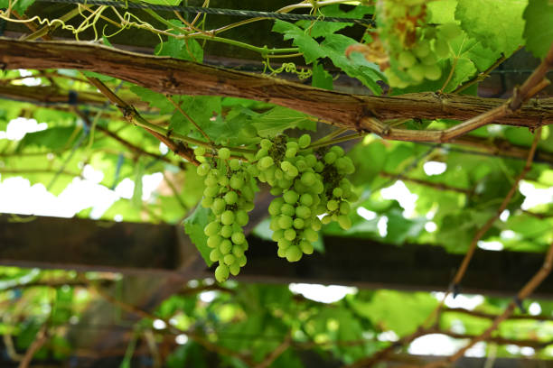 Green grapes with leaves on the vine