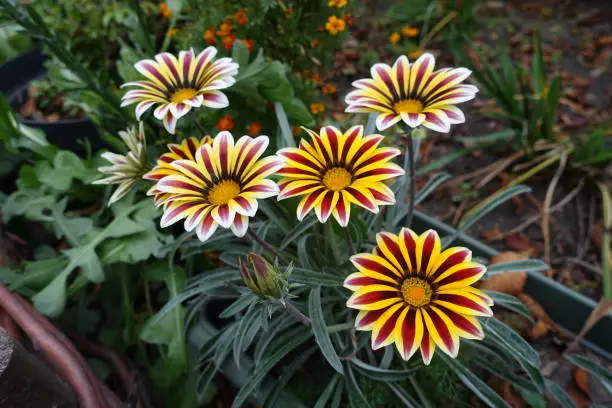 Bud and colorful flowers of striped Gazania rigens in mid October