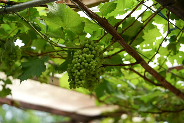 istock Green grapes with leaves on the vine 1442152091