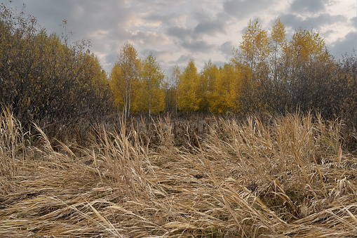 Autumn landscape at the edge of a birch grove in the evening. Dry photogenic grass in the foreground. The foliage has turned yellow and flies around, exposing the branches. Cloudy sky. Ural, Russia.