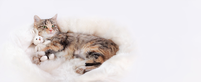 Cat plays with a toy bunny. Kitten rests on white fur and looking at the camera. Cat close-up on a white background. Kitten with big green eyes. Rabbit as a symbol of 2023. Web banner with copy space
