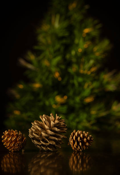 Still life of pine cones with Christmas tree on black background