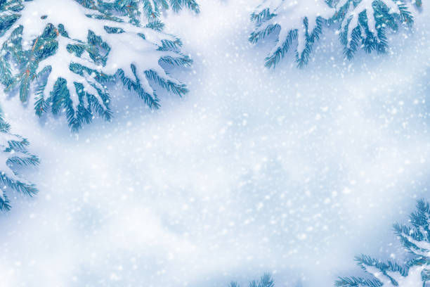 istock Coniferous spruce branch. Frozen winter forest with snow covered trees. 1442158301