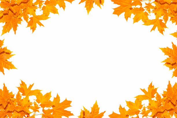 Bright autumn maple leaf on a white background. foliage. Fall concept
