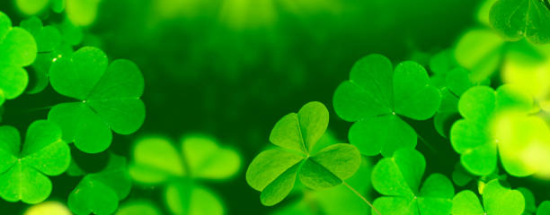 istock green clover leaves. natural background. 1442158386