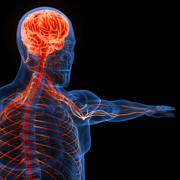 istock Central Organ of Human Nervous System Brain Anatomy 1442158754