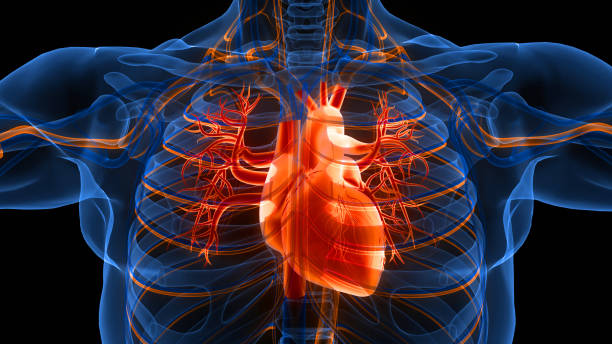 istock Human Circulatory System Heart Anatomy 1442158869