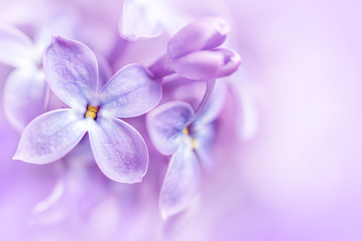 A DSLR close-up photo of beautiful Lilac blossom on a purple background. Shallow depth of field, space for copy