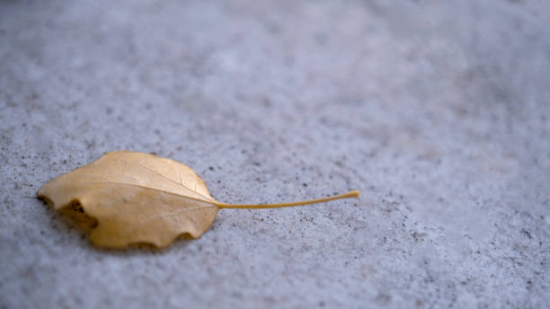 istock Autumn season background 1442160709