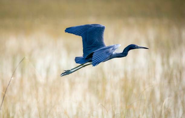 istock Little Blue Heron in Everglades National Park 1442161944