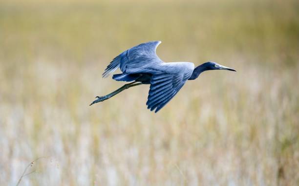 istock Little Blue Heron in Everglades National Park 1442161949