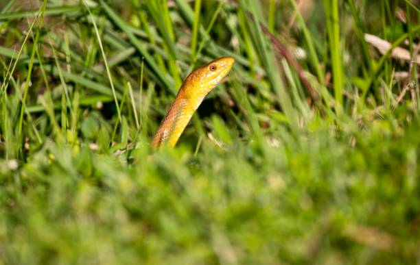 istock Rat Snake in Everglades National Park 1442161968