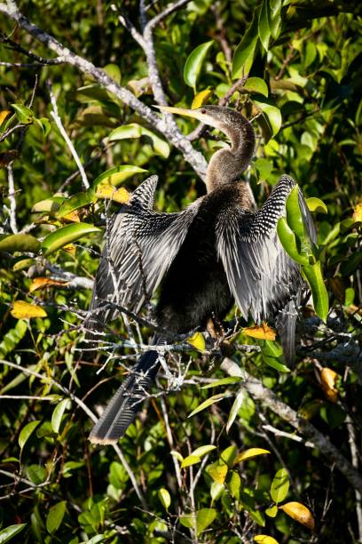 istock Anhinga Sunning Itself in the Everglades National Park 1442161994