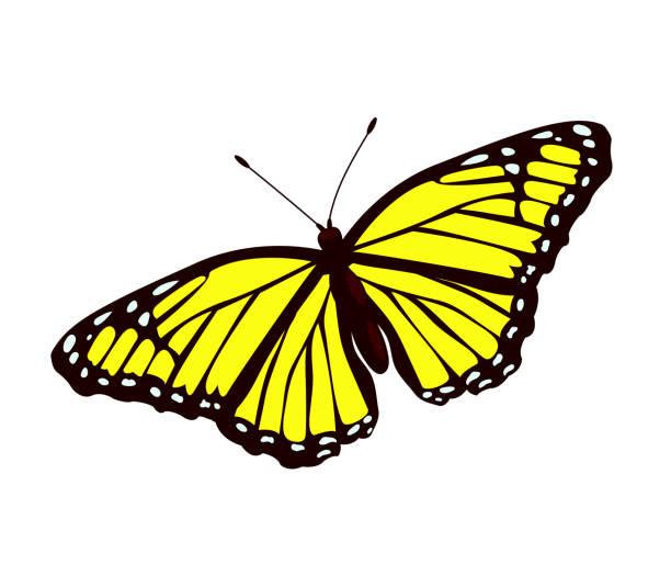 istock Single colorful butterfly isolated on white background. Exotic tropical insect with bright wings and antennae. 1442163347
