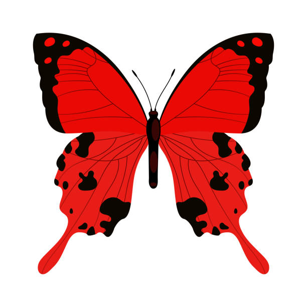 istock Single colorful butterfly isolated on white background. Exotic tropical insect with bright wings and antennae. 1442163384