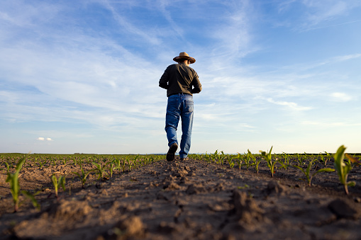 Rear view of senior farmer walking in corn field examining crop at sunset.