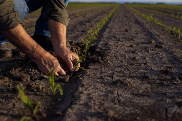 istock Close up of senior farmer hands showing problem with corn crop at field. 1442165394
