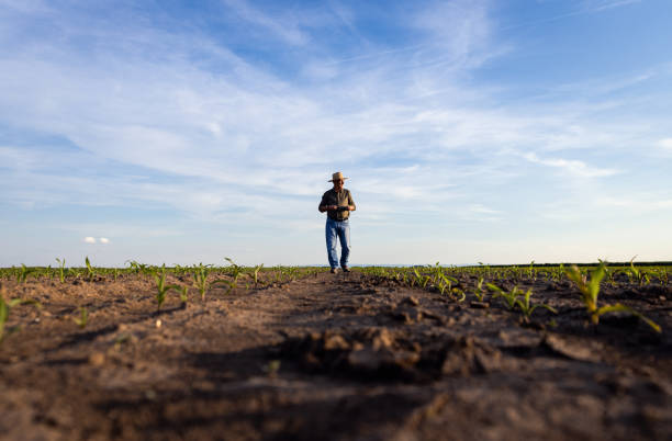 istock Senior farmer walking in corn field examining crop at sunset. 1442165418