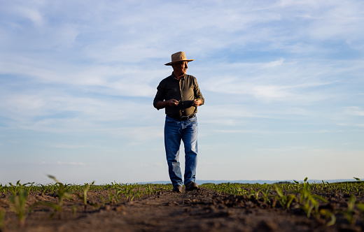 Senior farmer walking in corn field examining crop at sunset.