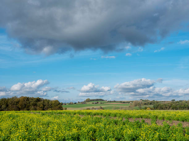 istock mustard seed field in belgian countryside under blue sky in the fall 1442165590