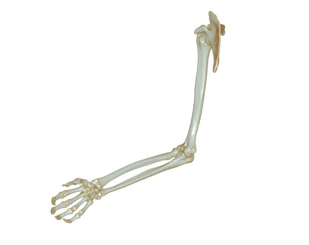 istock CT SCAN of Upper extremity 3D rendering isolated on white background .Clipping path. 1442165999