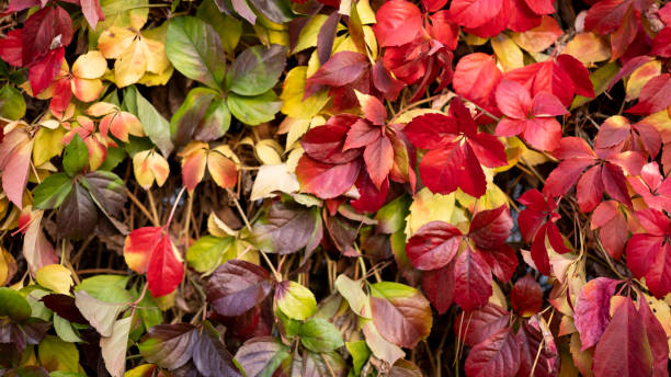 istock Autumn season background 1442166055