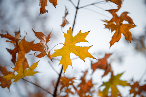 Multicolored colorful fallen autumn oak leaves. Autumn macro photography