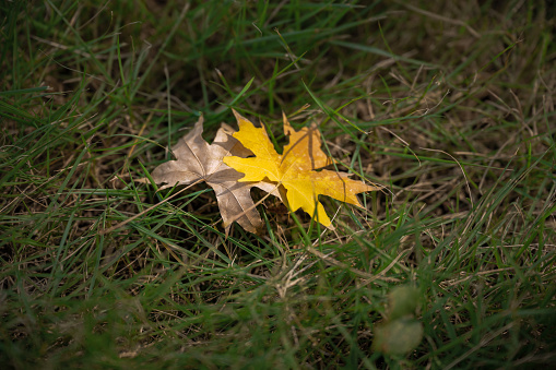 Autumn leaves