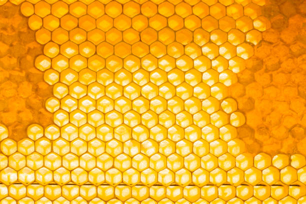 벌집 배경을 닫습니다. 벌집 벽지에 천연 꿀입니다. 양봉 개념. 부분적으로 꿀로 채워진 프레임의 세포 - hive frame 뉴스 사진 이미지