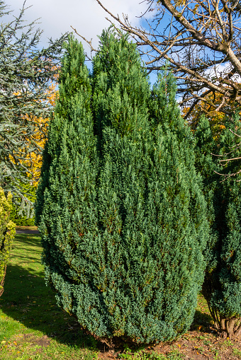 Juniper (Juniperus) a shrub tree with a needle shaped leaves commonly used as an ornamental plant in gardens, stock photo image