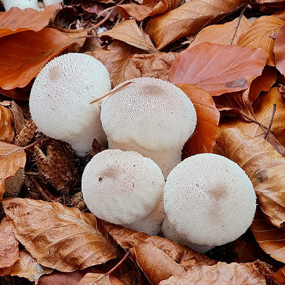 Lycoperdon perlatum Pers. syn. L. gemmatum Batsch Flaschenstäubling Vesse-de-loup à pierreries, Common Puffball. Fruit body 2.5–6cm across, 2–9cm high, subglobose with a distinct stem, white at first becoming yellowish brown, outer layer of short pyramidal warts especially dense on the head, rubbing off to leave an indistinct mesh-like pattern on the inner wall which opens by a pore. Gleba olive-brown at maturity; sterile base spongy, occupying the stem. Spores olivaceous-brown, globose, minutely warted, 3.5–4.5m. Habitat woodland. Season summer to late autumn. Common. Edible and good -when the flesh is pure white. Distribution, America and Europe (source R.Phillips). 

This is a quite common edible Species in the Dutch Woods.