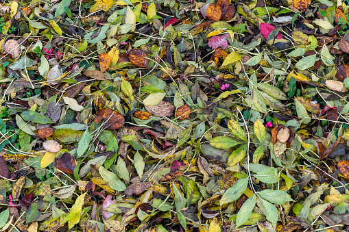 Autumn leaves colour background during the November fall on the forest floor, stock photo image