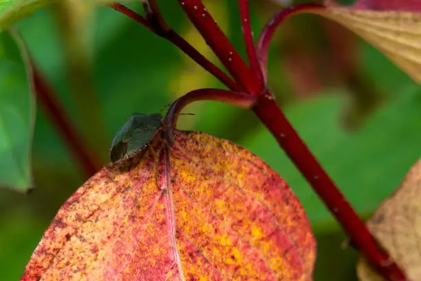 Photo of Common dogwood autumn leaves colour during the November fall showing a green shield bug insect