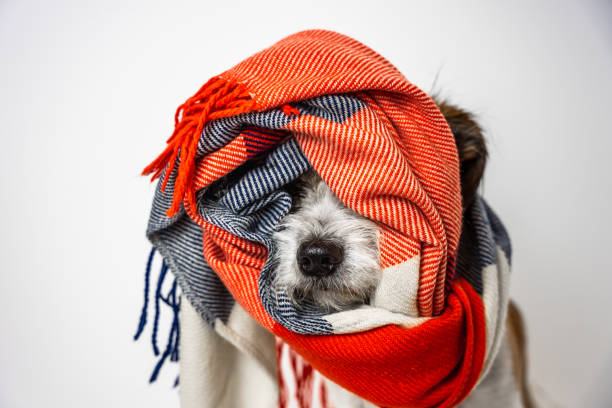 スカーフに包まれた小型犬のポートレ�ート - dog illness humor pets ストックフォトと画像