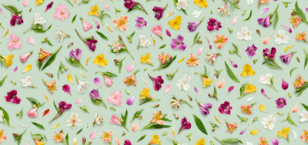 istock Seamless floral pattern of assorted Alstroemeria flowers, also known as Peruvian lily or lily of the Incas 1442169698