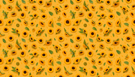 Seamless floral pattern of ornamental sunflower flowers, leaves buds and petals on yellow background top view flat lay