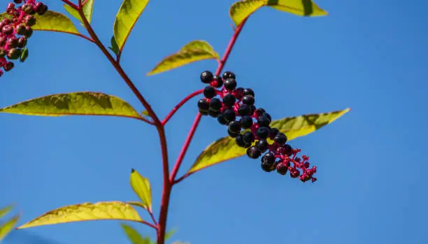 Phytolacca americana, also known as American pokeweed with poisonous black berries and blossom. Close-up of a poke sallet or dragonberries.