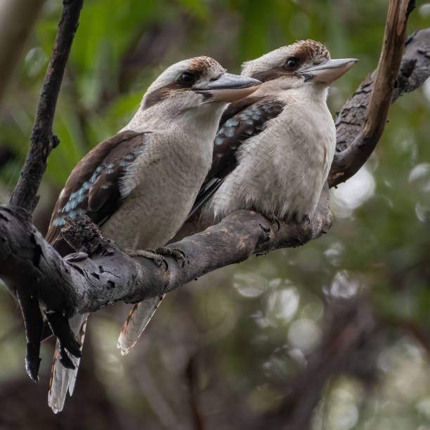 Two laughing kookaburras (Dacelo novaeguineae), NSW, Australia