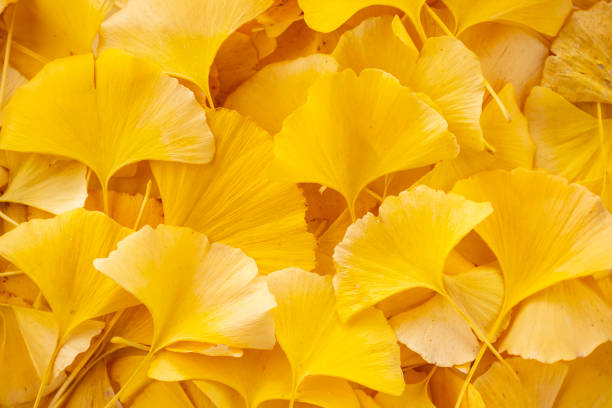 Yellow Ginkgo Leaves. Autumn image for background. ginkgo stock pictures, royalty-free photos & images