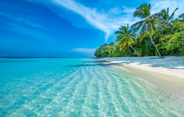 maldives island - beach 個照片及圖片檔