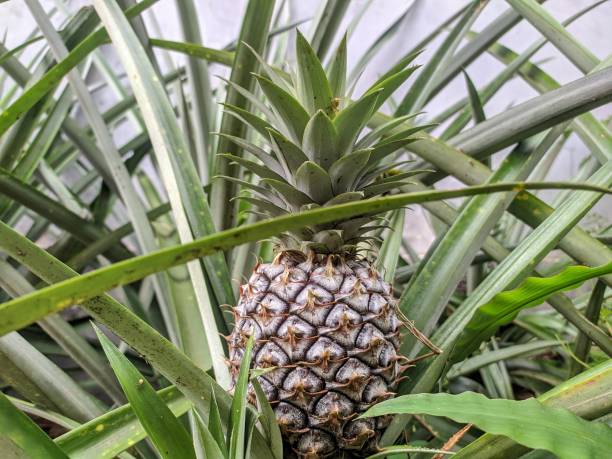 istock The pineapple photographed from the side 1442182009