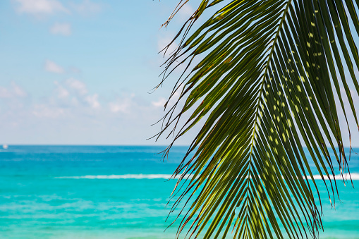 Straw umbrella on the tropical beach with white sand, ocean and palms. Vacation travel relaxation background.