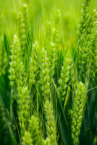 green wheat swinging in the wind stock photo