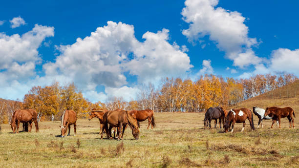 Horses on the grassland and prairie stock photo