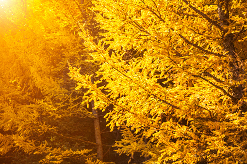 Autumn, Forest, Pine Tree, Pine Woodland, Season