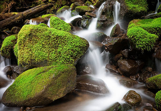 Cascading Creek, Olympic National Park stock photo
