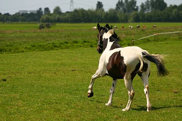 A happy tobiano warmblood horse joins it's friend in the field.